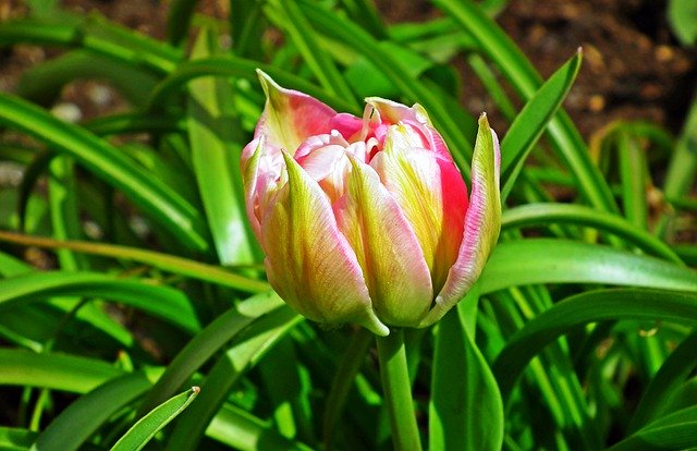 Free download tulips flowers colorful blooming free picture to be edited with GIMP free online image editor