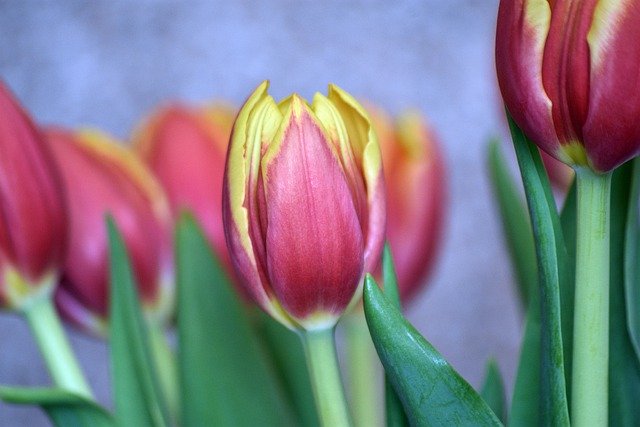 Free download tulips flowers flora nature free picture to be edited with GIMP free online image editor