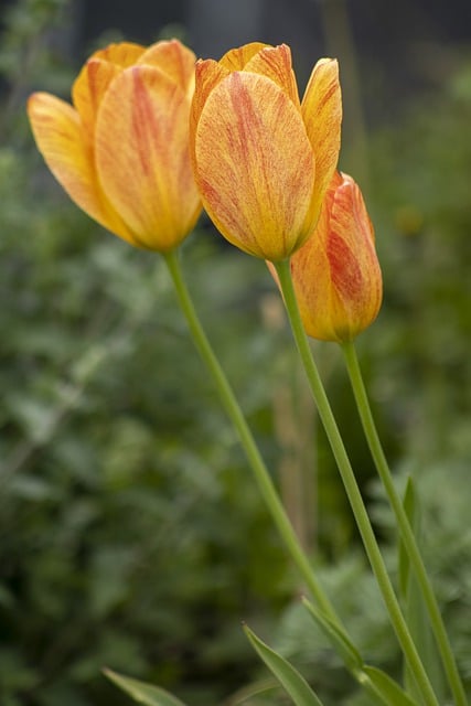 تنزيل Tulips Flowers Spring - صورة مجانية أو صورة مجانية ليتم تحريرها باستخدام محرر الصور عبر الإنترنت GIMP