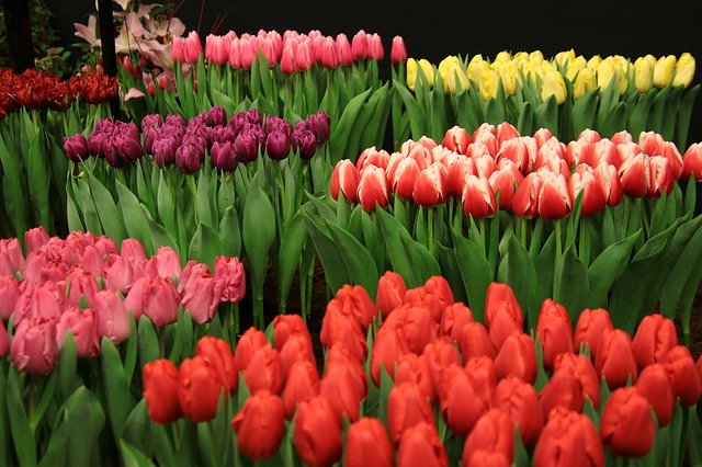 Free download tulips tulip flowers netherlands free picture to be edited with GIMP free online image editor