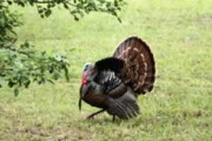 Free download Turkey pictures free photo or picture to be edited with GIMP online image editor