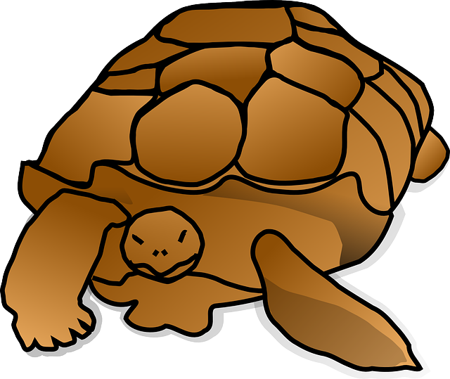 Free download Turtle Shell Large - Free vector graphic on Pixabay free illustration to be edited with GIMP free online image editor