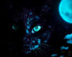 Free picture UV Light Cat to be edited by GIMP online free image editor by OffiDocs