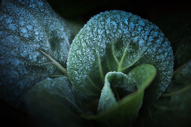 Free download vegetables cabbage frost frosting free picture to be edited with GIMP free online image editor