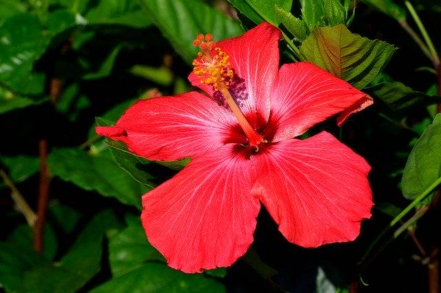 Unduh gratis Vibrant Red Hibiscus Flower Floral - foto atau gambar gratis untuk diedit dengan editor gambar online GIMP