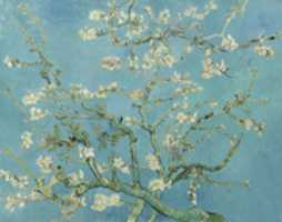 Free download Vincent Van Gogh, Almond Blossom free photo or picture to be edited with GIMP online image editor