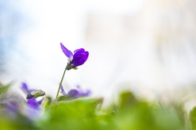 Téléchargement gratuit d'une image gratuite de printemps de fleur violette violette à modifier avec l'éditeur d'images en ligne gratuit GIMP