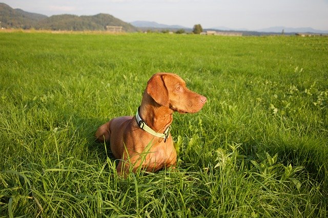 Free download vizsla dog animal brown summer free picture to be edited with GIMP free online image editor