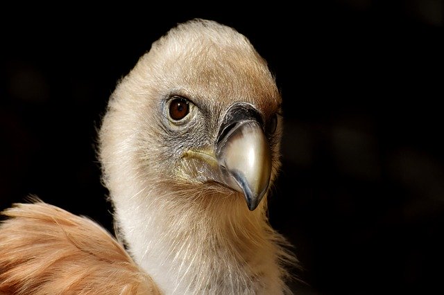 Free download vulture bird birds of prey free picture to be edited with GIMP free online image editor