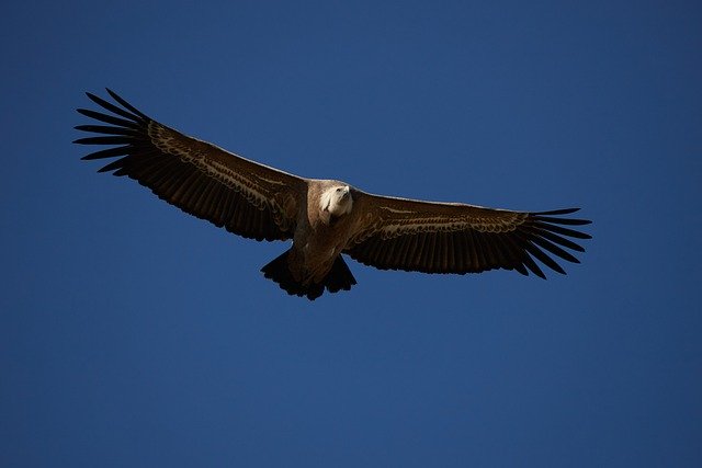 Free download vulture bird sky flying free picture to be edited with GIMP free online image editor