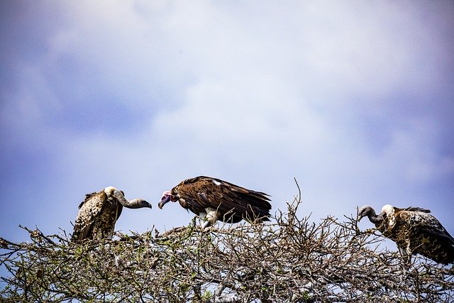 Free download vultures birds wild animals free picture to be edited with GIMP free online image editor