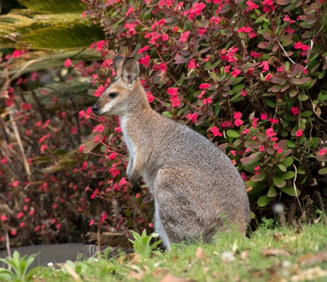 免费下载 Wallaby Young Rednecked - 使用 GIMP 在线图像编辑器编辑的免费照片或图片