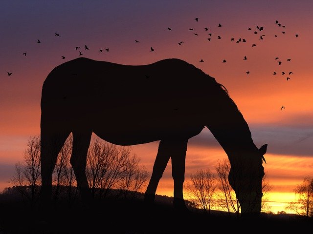 Free download wallpaper horse grazing free picture to be edited with GIMP free online image editor