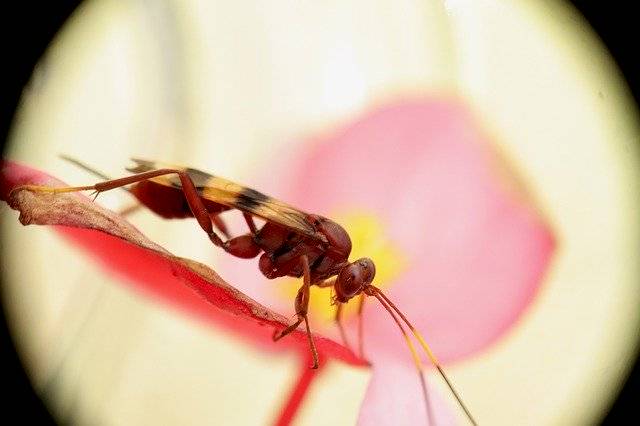 Unduh gratis Wasp Red Insects - foto atau gambar gratis untuk diedit dengan editor gambar online GIMP