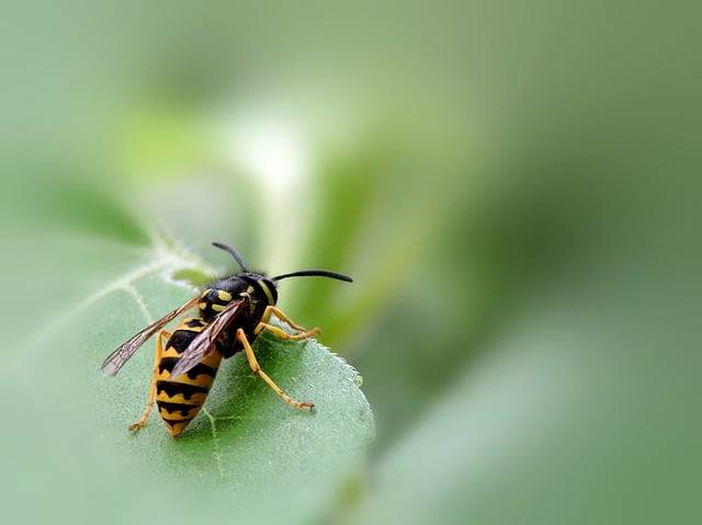 ดาวน์โหลดฟรีตัวต่อจริงตัวต่อแมลง hymenoptera รูปภาพฟรีที่จะแก้ไขด้วยโปรแกรมแก้ไขรูปภาพออนไลน์ฟรี GIMP