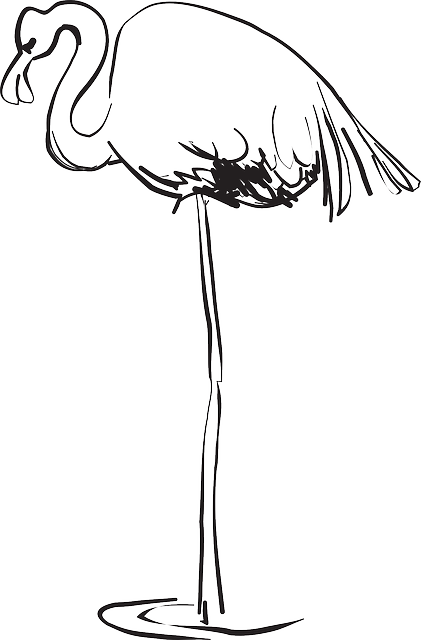 Free download Water Bird Flamingo - Free vector graphic on Pixabay free illustration to be edited with GIMP free online image editor