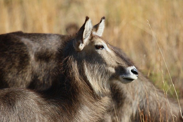 Free download waterbuck ears eye stare mammal free picture to be edited with GIMP free online image editor