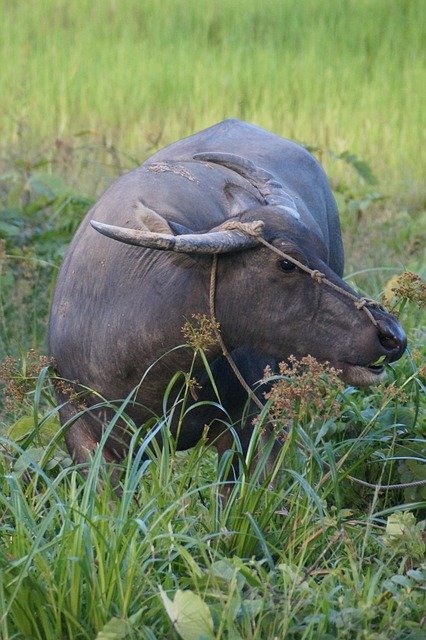 Free download water buffalo buffalo animal cow free picture to be edited with GIMP free online image editor