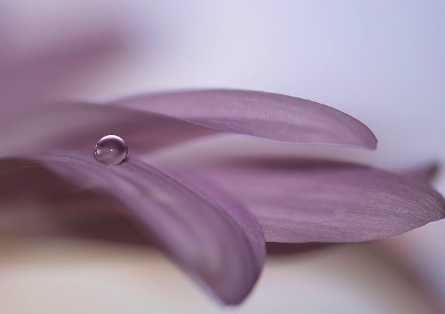 Muat turun percuma Water Drop Flower Nature - foto atau gambar percuma percuma untuk diedit dengan editor imej dalam talian GIMP