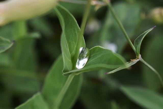 Téléchargement gratuit Goutte d'eau Morning Dew Dewdrop - photo ou image gratuite à éditer avec l'éditeur d'images en ligne GIMP