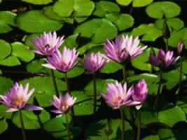 Free download Water Lilies free photo or picture to be edited with GIMP online image editor