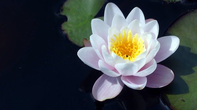 Descarga gratuita Water Lily Garden Pond Aquatic: foto o imagen gratuita para editar con el editor de imágenes en línea GIMP