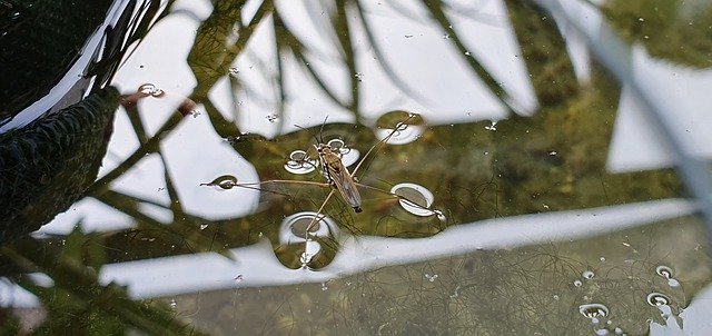 تنزيل مجاني لـ Water Striders Flea Animal - صورة أو صورة مجانية ليتم تحريرها باستخدام محرر الصور عبر الإنترنت GIMP