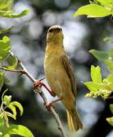 Free download Weaver Bird On Branch 2 free photo or picture to be edited with GIMP online image editor