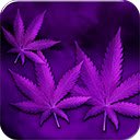 Weed PurpleHaze  screen for extension Chrome web store in OffiDocs Chromium