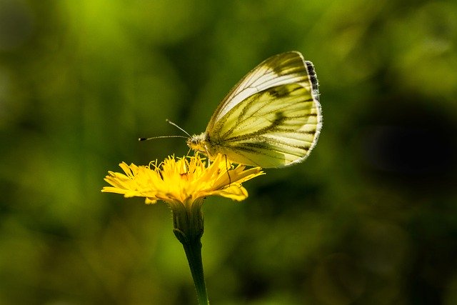 Free download wei0ling nature butterfly insect free picture to be edited with GIMP free online image editor