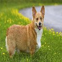 Welsh Corgi  screen for extension Chrome web store in OffiDocs Chromium