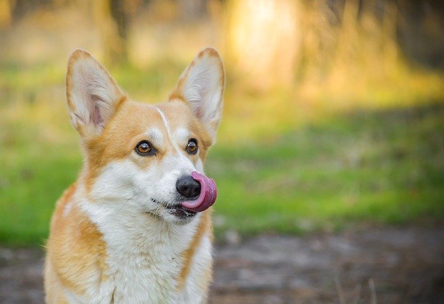 Kostenloser Download Welsh Corgi Pembroke Sight Corgi Kostenloses Bild, das mit dem kostenlosen Online-Bildeditor GIMP bearbeitet werden kann