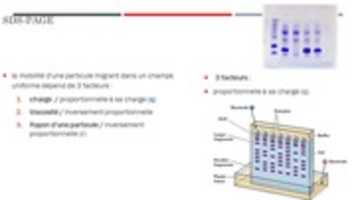 Free download Western Blot free photo or picture to be edited with GIMP online image editor