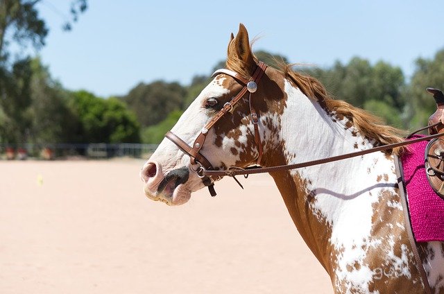 Descarga gratuita Western Horse Riding: foto o imagen gratuita para editar con el editor de imágenes en línea GIMP