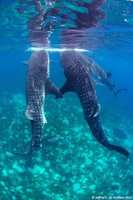 Free download Whale Shark Couple free photo or picture to be edited with GIMP online image editor