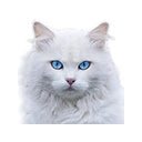 White Angora Cat Theme  screen for extension Chrome web store in OffiDocs Chromium