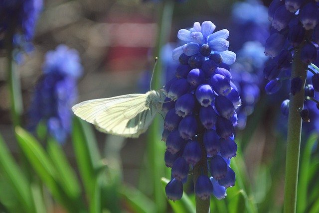 Free download white cabbage butterfly free picture to be edited with GIMP free online image editor