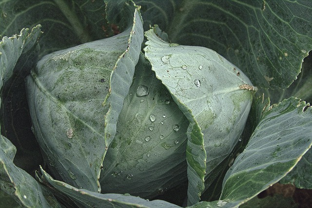 Free download white cabbage cabbage free picture to be edited with GIMP free online image editor