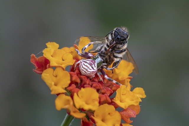 Free download white crab spider macro portrait free picture to be edited with GIMP free online image editor