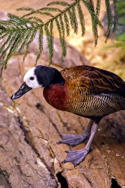 Téléchargement gratuit Canard siffleur à face blanche - photo ou image gratuite à éditer avec l'éditeur d'images en ligne GIMP