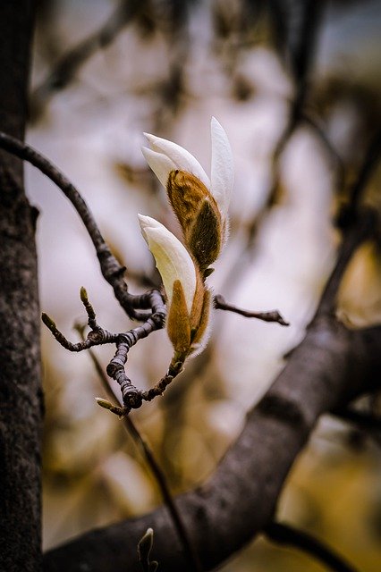 Free download white flower magnolia free picture to be edited with GIMP free online image editor