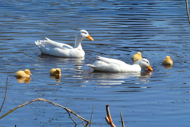 Free download white frog if you like white duck free picture to be edited with GIMP free online image editor