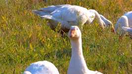 Free download White Geese Farm Economy -  free video to be edited with OpenShot online video editor