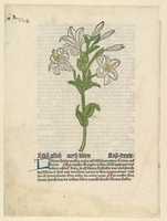 Free download White Lily, illustration from Gart der Gesundheit  (Sch.4332) free photo or picture to be edited with GIMP online image editor