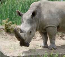 Free download White Rhinoceros free photo or picture to be edited with GIMP online image editor