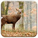 Whitetail Deer  screen for extension Chrome web store in OffiDocs Chromium