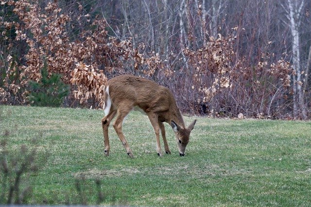 Free download white tailed deer grazing deer doe free picture to be edited with GIMP free online image editor