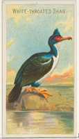 Free download White-Throated Shag, from the Birds of the Tropics series (N5) for Allen & Ginter Cigarettes Brands free photo or picture to be edited with GIMP online image editor