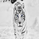 White Tiger Theme  screen for extension Chrome web store in OffiDocs Chromium