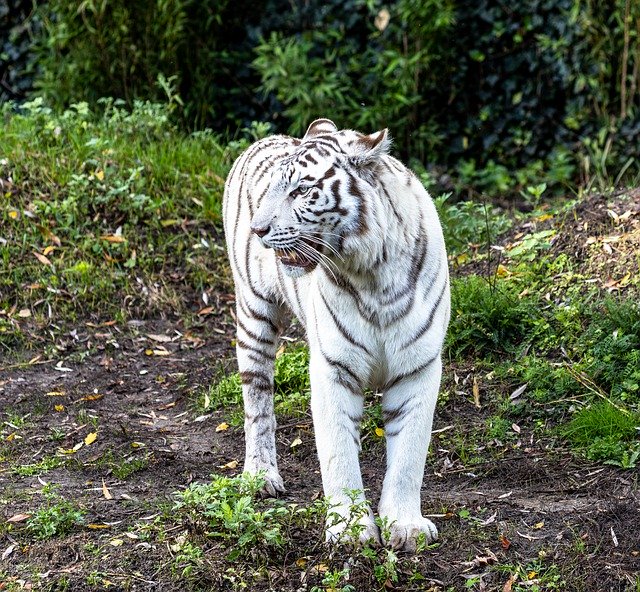 Descarga gratuita White Tiger Zoo: foto o imagen gratuita para editar con el editor de imágenes en línea GIMP